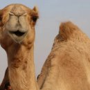 카멜 이미지