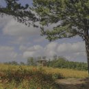 용안 농장 이미지