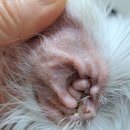 Dr.오즈동물병원 이미지