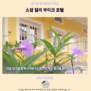 스윗짐 | 페낭 스윗 칠리 부티크 호텔 후기 인생 숙소 등극