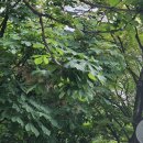 아랫배랭이 이미지