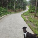 초곡1리 | 바닷가 촌집 강쥐 탄이랑 칠포 곤륜산 데이트 방문 후기 뷰 맛집 반려견,강아지가 주는 행복한 일상...