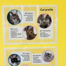 춘천 고양이집 이미지