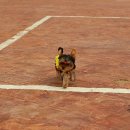 퍼피니스 이미지