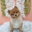 얼렁오시개 이미지