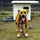 옐로우 켄넬 이미지