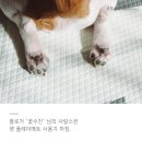 PET LOVE 이미지