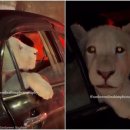 펫드라이브 이미지