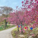 연일꽃화원 | 대구 근교 겹벚꽃 명소 경산 환성사 위치 개화상황 방문시기