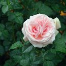 아프로디테(Aphrodite) 이미지