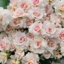 한솔밥상 이미지