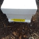 진도1호 이미지