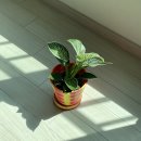 플라스틱 화분 추천 리사이클링 친환경 브랜드 플라스틱 아크 더티팟 후기