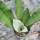 문샤인 카카오 검색결과