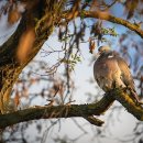 황태자노래연습장 이미지