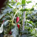 금잔디농원 이미지