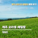 폭삭 속았수다 촬영지 제주 오라동 메밀밭, 짝꿍과 함께한 언덕 산책 후기