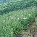 충주시 종민동 작은땅 전114평 평당45만 이미지