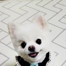 우주펫살롱 이미지