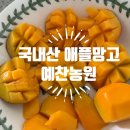 예찬농원 신선하고 깔끔한 단맛 국내산 미니 애플망고 후기