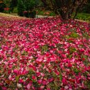 곰배령가든 이미지