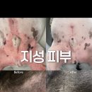 지성동물병원