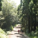 치유의 숲 이미지