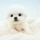 (주)야옹아멍멍해봐펫 | 아산강아지분양 야옹아멍멍해봐 입양전문 펫샵