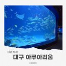 인어 | 대구아쿠아리움 인어공연 후기｜대구가볼만한곳 실내 아이랑
