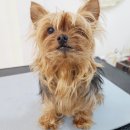 그루밍 하와이 이미지