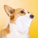 강아지유치원왕왕 이미지