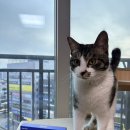 나무 밑 고양이 | 고양이가 좋아하는 캣잎 가루 볼 사탕 고냥냥 대왕 캣닢스틱