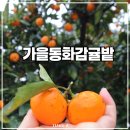 가을동화 | 제주 아이랑 감귤따기 체험 가을동화감귤밭 내돈내산 후기