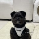어도러블 | 강아지 옷 추천, adorable 어도러블독 모나 슬리브리스 후기