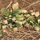 도촌 2농장 이미지