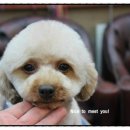 GROOMING107 이미지