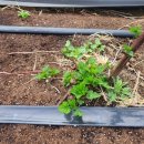 행복한감자 영농조합 이미지