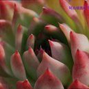 미소렌트카 이미지