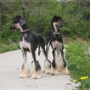 하운드펫 이미지