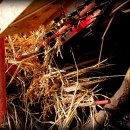 돼지궁뎅이 이미지