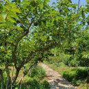 고모농장 이미지