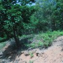 삼선농장 이미지