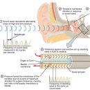 진해독일보청기 이미지