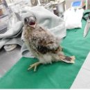 부산야생동물치료센터 이미지