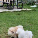 왕짱애견유치원 | 남양주애견카페 애견카페왕 애견유치원까지 만족했던 방문 후기