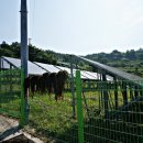 하화도 꽃섬길 이미지