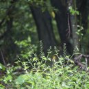 숲속의 섬 이미지