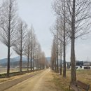 덕산 산딸나무길 | 예산 덕산 메타세쿼이아길 덕산온천 황톳길 산책 코스 후기