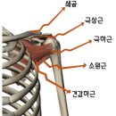 탑독짐 이미지