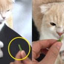 보듬어 줄개 이미지